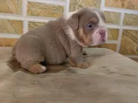 Liz, a female English Bulldog for sale in Orlando, FL – Photo 5 of 7