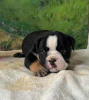 Rambo , a male English Bulldog for sale in Orlando, FL – 9 of 9