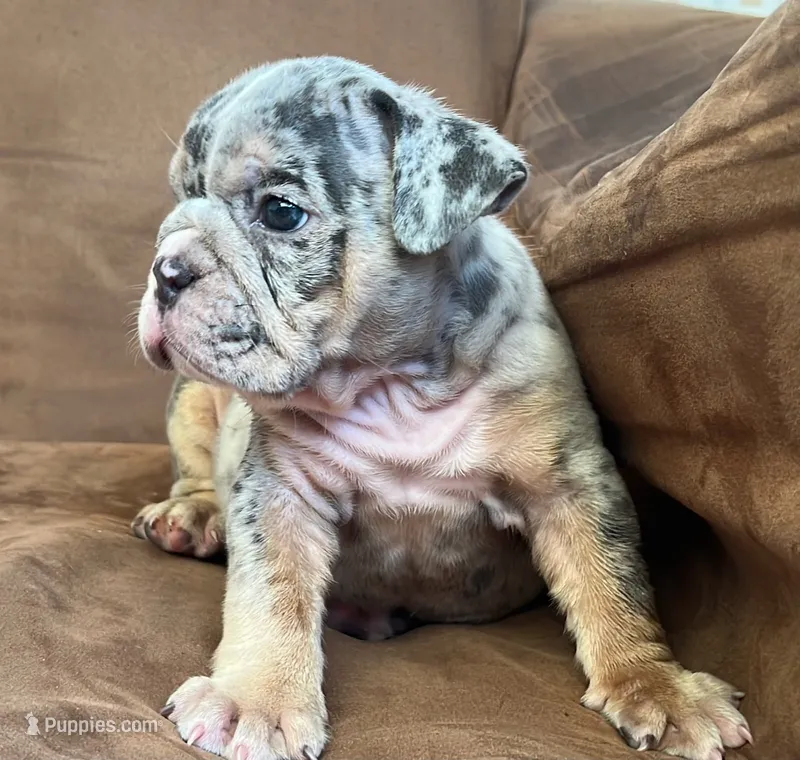 Blue  – English Bulldog puppy for sale in Orlando, FL
