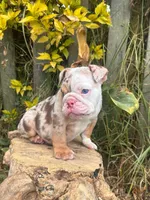 Kayla, a female English Bulldog for sale in Orlando, FL – 8 of 8