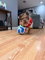 Rambo , a male English Bulldog for sale in Orlando, FL – 2 of 6