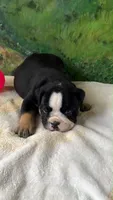 Rambo , a male English Bulldog for sale in Orlando, FL – 7 of 9