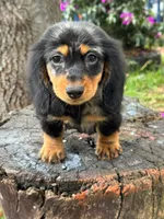Oreo, a male Miniature Dachshund for sale in Orlando, FL – 5 of 6