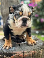 Blacky , a male English Bulldog for sale in Orlando, FL – 2 of 7