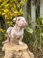 Kayla, a female English Bulldog for sale in Orlando, FL – 2 of 8