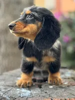 Oreo, a male Miniature Dachshund for sale in Orlando, FL – 2 of 6