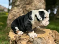 processed/553d510a-316d-4c85-8cf2-5de417e06585/listing/56567160-81bf-4aa0-b191-497cac28c64e/08fd77d4-84ad-49f2-bdfe-d13b2deb4f18