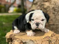 processed/553d510a-316d-4c85-8cf2-5de417e06585/listing/56567160-81bf-4aa0-b191-497cac28c64e/5af26edb-ca02-4993-9747-42fac36b2dbd