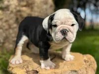 processed/553d510a-316d-4c85-8cf2-5de417e06585/listing/56567160-81bf-4aa0-b191-497cac28c64e/71412fcd-ab67-4f2f-a414-f3dd04dadbbe