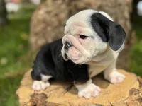 processed/553d510a-316d-4c85-8cf2-5de417e06585/listing/56567160-81bf-4aa0-b191-497cac28c64e/b507dc4b-4fb6-4f79-a902-743d5612cbaa