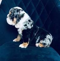 Katy, a female English Bulldog for sale in Orlando, FL – Photo 2 of 2