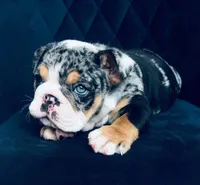 Katy, a female English Bulldog for sale in Orlando, FL – Photo 1 of 2