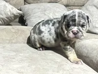 Blue , a male English Bulldog for sale in Orlando, FL – 6 of 8