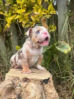Kayla, a female English Bulldog for sale in Orlando, FL – 7 of 8
