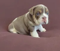 Lukas , a male English Bulldog for sale in Orlando, FL – 4 of 7