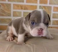 Lukas , a male English Bulldog for sale in Orlando, FL – Photo 3 of 7