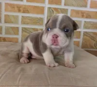 Lukas , a male English Bulldog for sale in Orlando, FL – Photo 7 of 7