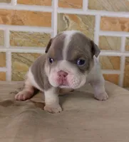 Lukas , a male English Bulldog for sale in Orlando, FL – Photo 2 of 7