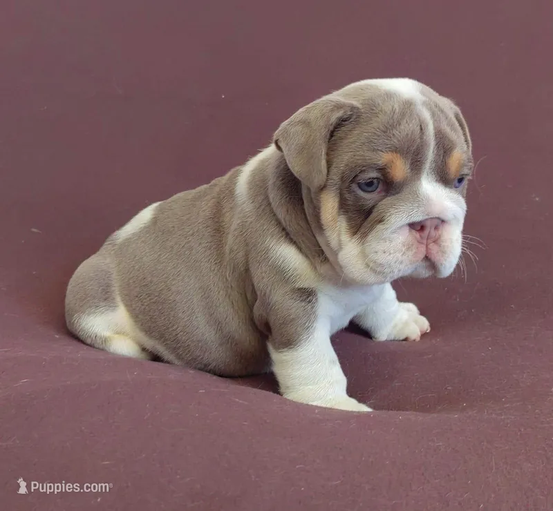 Lukas  – English Bulldog puppy for sale in Orlando, FL