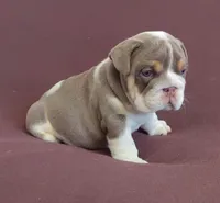Lukas , a male English Bulldog for sale in Orlando, FL – 1 of 7