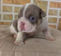 Lukas , a male English Bulldog for sale in Orlando, FL – Photo 6 of 7