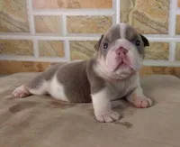 Lukas , a male English Bulldog for sale in Orlando, FL – Photo 4 of 7