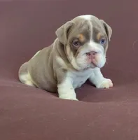 Lukas , a male English Bulldog for sale in Orlando, FL – 2 of 7
