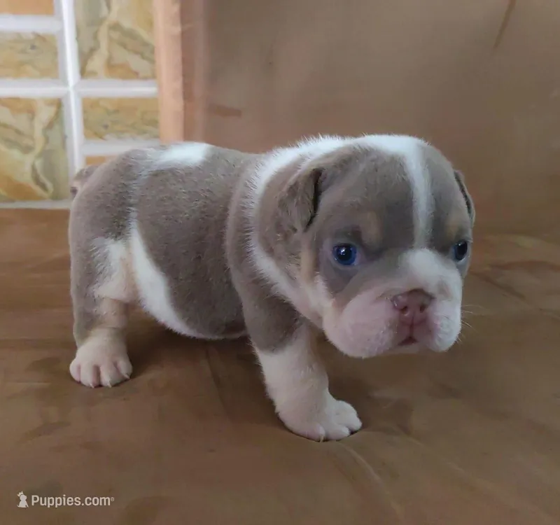 Lukas  – English Bulldog puppy for sale in Orlando, FL