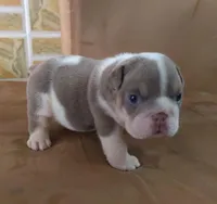 Lukas , a male English Bulldog for sale in Orlando, FL – Photo 1 of 7