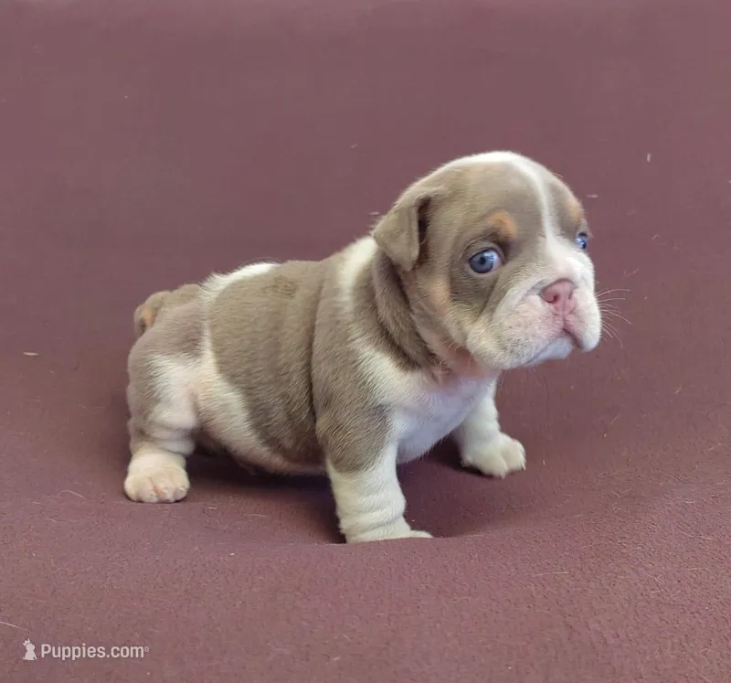 Lukas  – English Bulldog puppy for sale in Orlando, FL