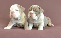 Lukas , a male English Bulldog for sale in Orlando, FL – 6 of 7