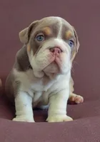 Lukas , a male English Bulldog for sale in Orlando, FL – 7 of 7