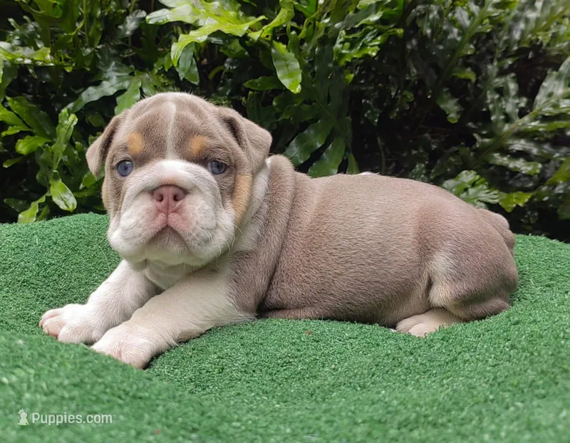 Lukas  – English Bulldog puppy for sale in Orlando, FL