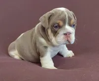 Lukas , a male English Bulldog for sale in Orlando, FL – 3 of 7