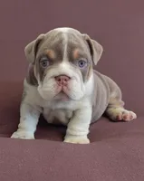 Lukas , a male English Bulldog for sale in Orlando, FL – 5 of 7