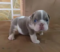 Lukas , a male English Bulldog for sale in Orlando, FL – Photo 5 of 7