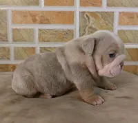 Kayla, a female English Bulldog for sale in Orlando, FL – Photo 3 of 6