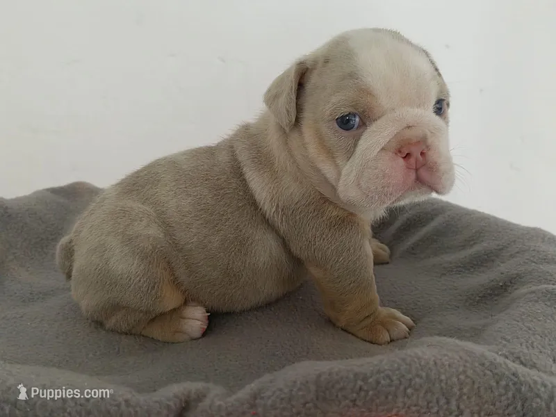 Kayla – English Bulldog puppy for sale in Orlando, FL
