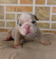 Kayla, a female English Bulldog for sale in Orlando, FL – Photo 2 of 6