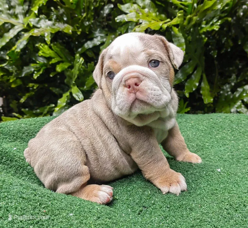 Kayla – English Bulldog puppy for sale in Orlando, FL