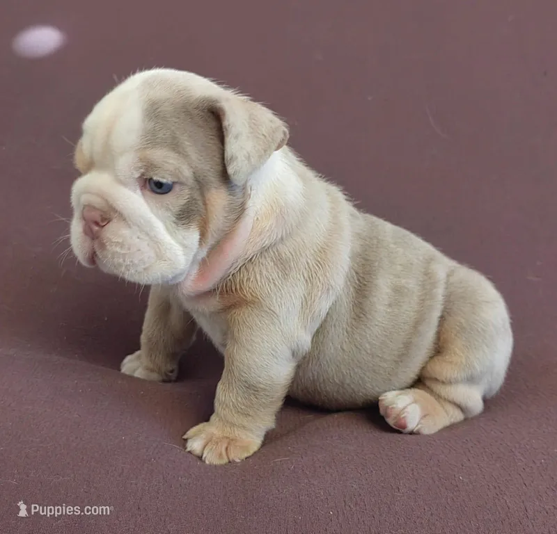 Kayla – English Bulldog puppy for sale in Orlando, FL