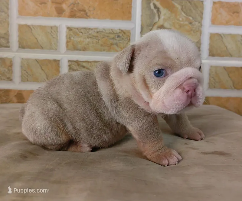 Kayla – English Bulldog puppy for sale in Orlando, FL