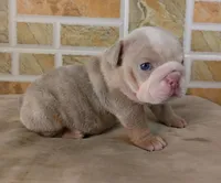 Kayla, a female English Bulldog for sale in Orlando, FL – Photo 1 of 6