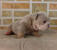 Kayla, a female English Bulldog for sale in Orlando, FL – Photo 4 of 6