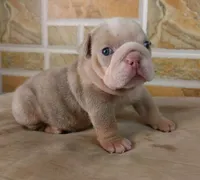 Kayla, a female English Bulldog for sale in Orlando, FL – Photo 6 of 6