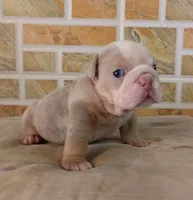 Kayla, a female English Bulldog for sale in Orlando, FL – Photo 5 of 6