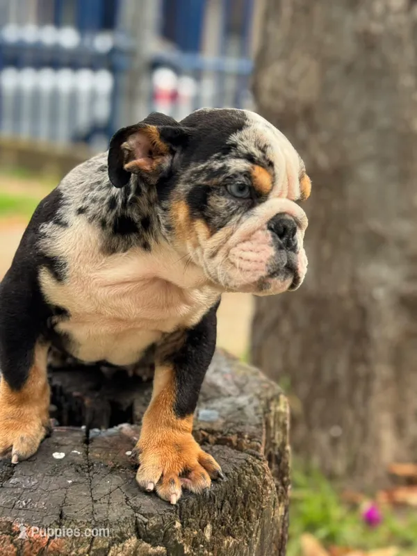 Blacky  – English Bulldog puppy for sale in Orlando, FL