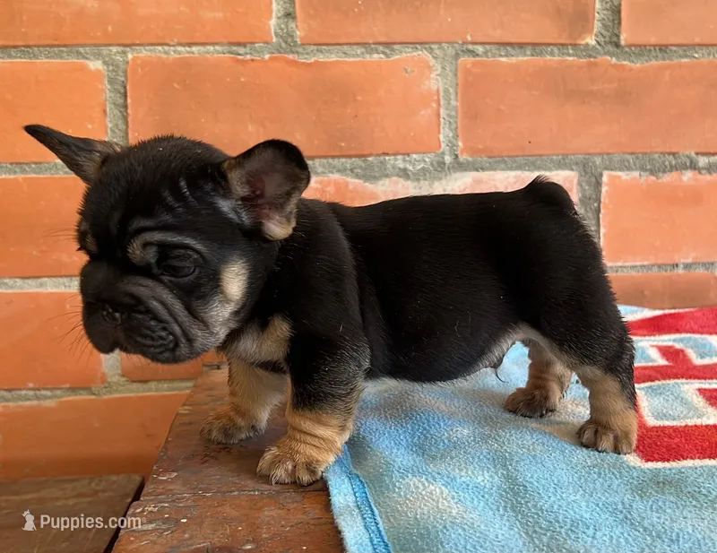 Blacky – French Bulldog puppy for sale in Orlando, FL