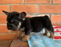 Blacky, a male French Bulldog for sale in Orlando, FL – 1 of 8