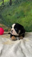 Rambo , a male English Bulldog for sale in Orlando, FL – 8 of 9